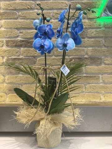 Mavi Çift Orkide