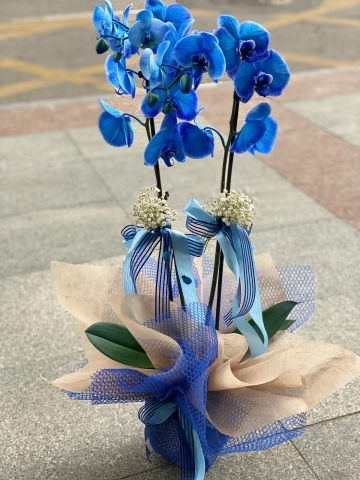 2 Köklü Mavi Orkide